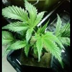 Black Berry Kush Pre-Teen